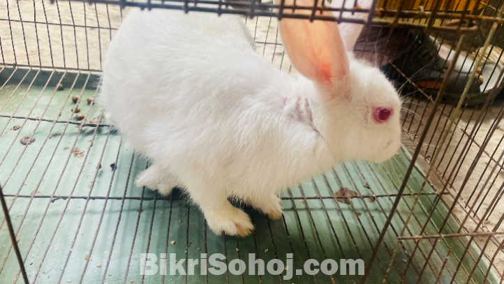 মেয়ে খরগোশ